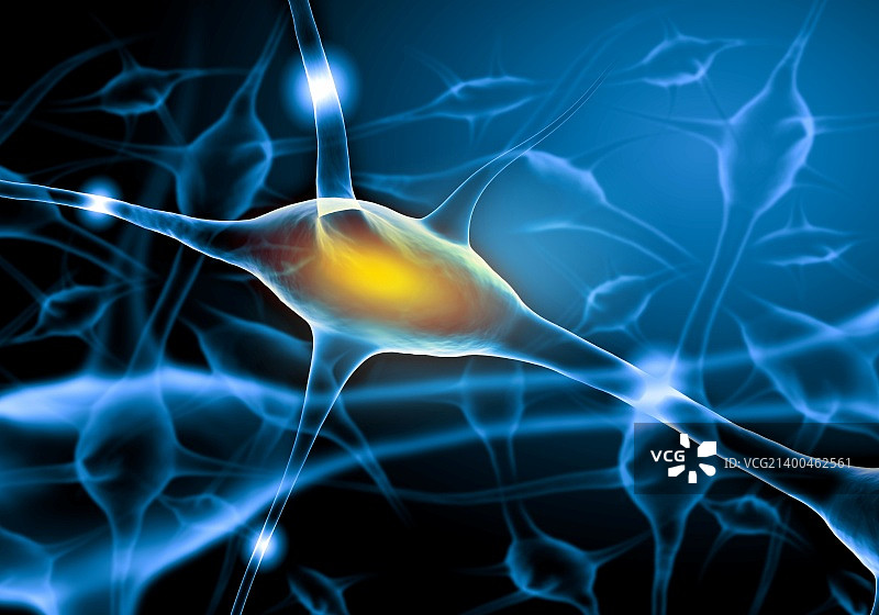 神经细胞的图解图片素材