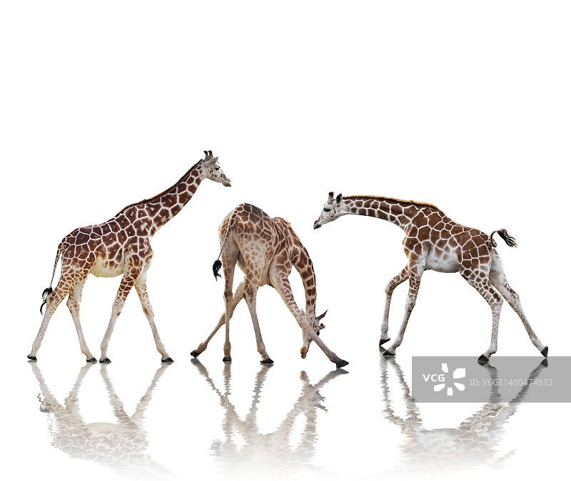 一群有反射的长颈鹿，孤立在白色的背景上图片素材