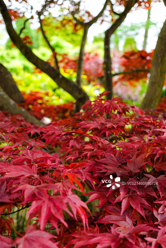 在日本花园的一棵红树下图片素材