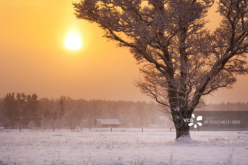 清晨，一棵树在下雪图片素材