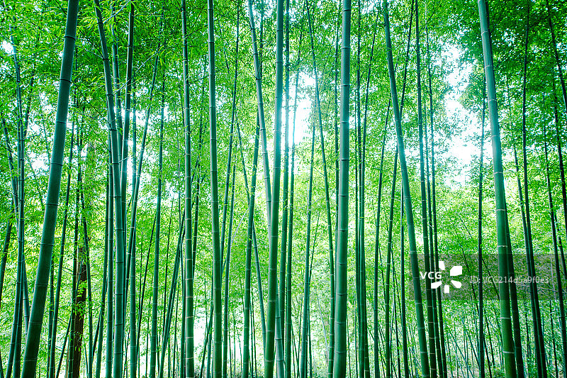 Bamboo图片素材