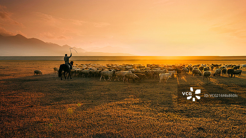 新疆哈萨克族草原放牧图片素材