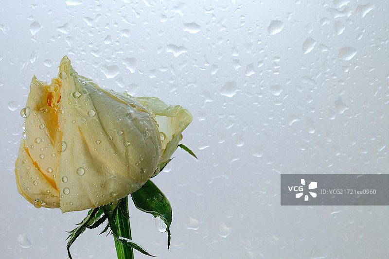雨中凋谢的黄玫瑰图片素材