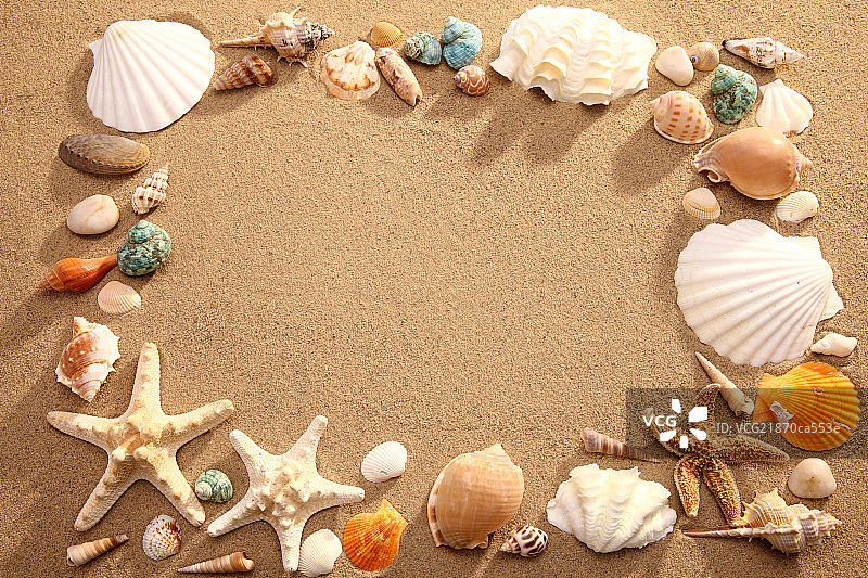 沙滩贝壳图片素材