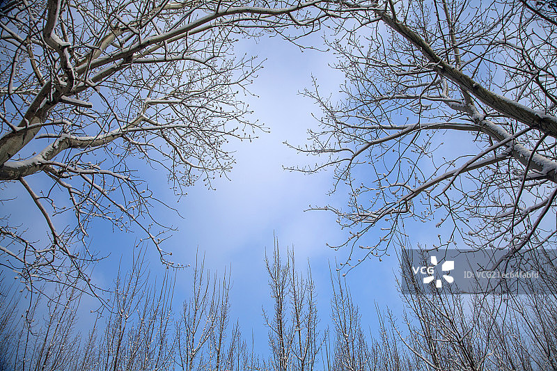 中国冬季白色的雪覆盖着的树林图片素材