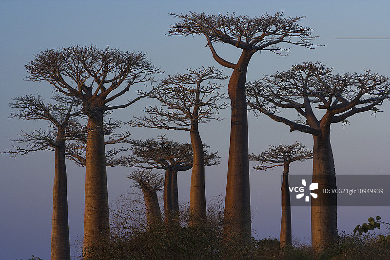 猴面包树,马达加斯加图片素材