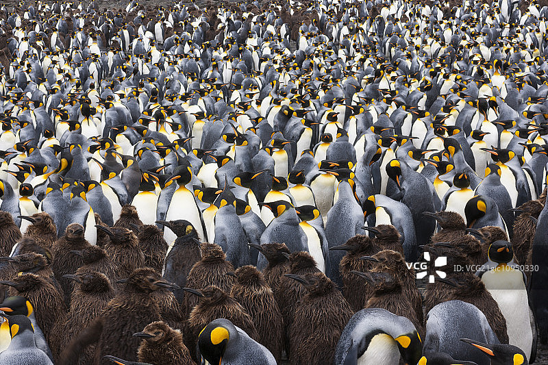 在福克兰群岛的南乔治亚岛的一个鸟群中，国王企鹅，patagonicus。图片素材