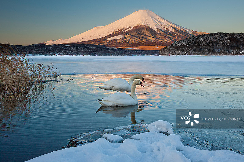 日本富士山，川口湖上的一对疣鼻天鹅破坏了山的倒影图片素材