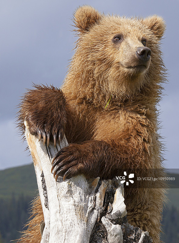 棕熊，克拉克湖国家公园，阿拉斯加，美国图片素材