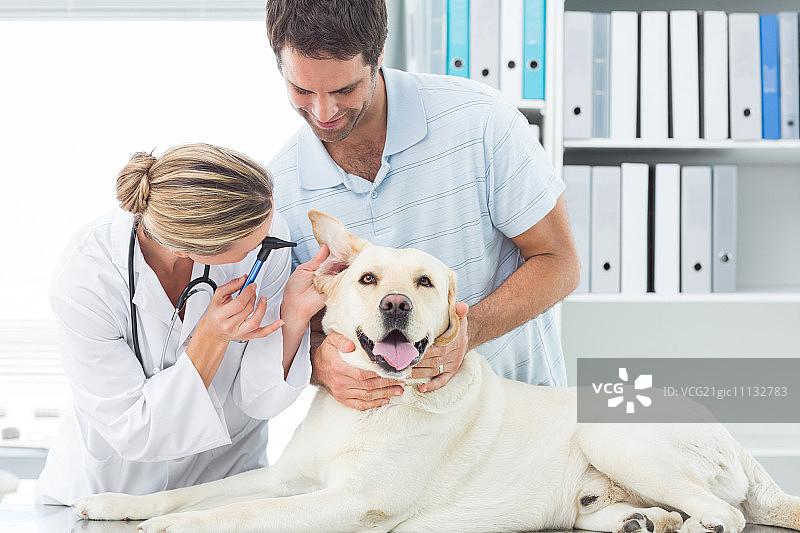 女兽医在诊所和男人检查狗的耳朵图片素材