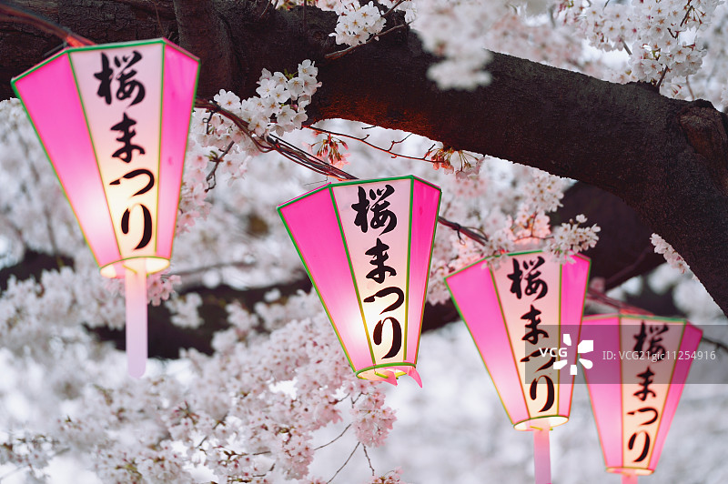 日本东京隅田公园的樱花节图片素材