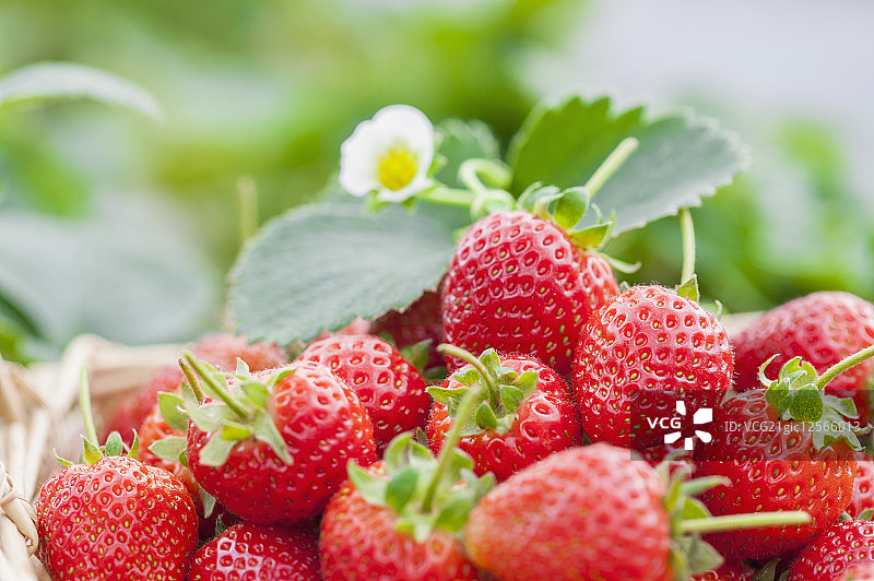 草莓,水果,图片素材