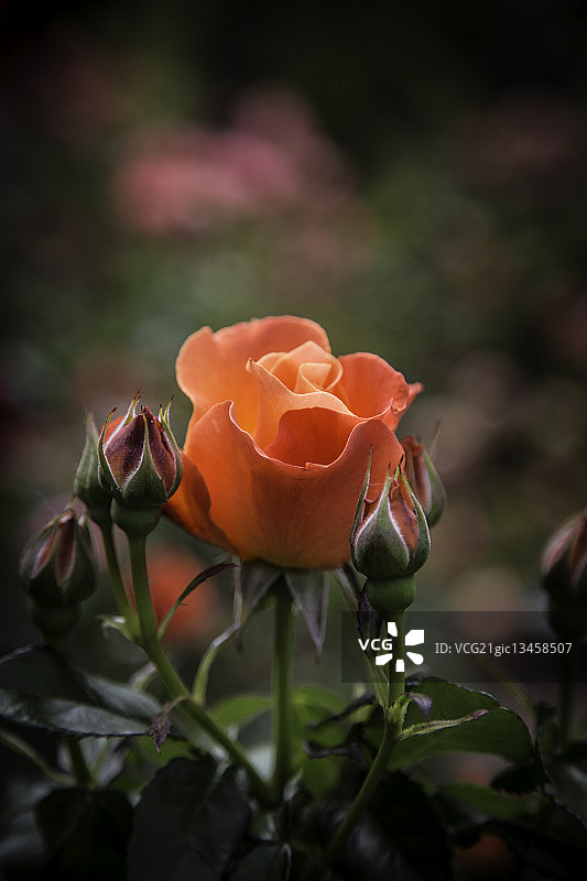 橙色玫瑰，波特兰，俄勒冈，美国图片素材
