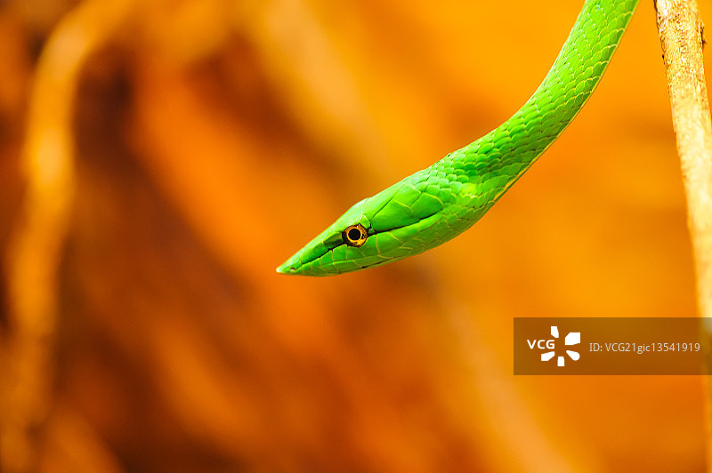 哥斯达黎加绿藤蛇图片素材