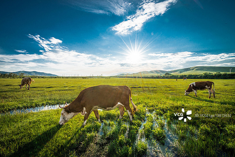牛在田野上吃草图片素材