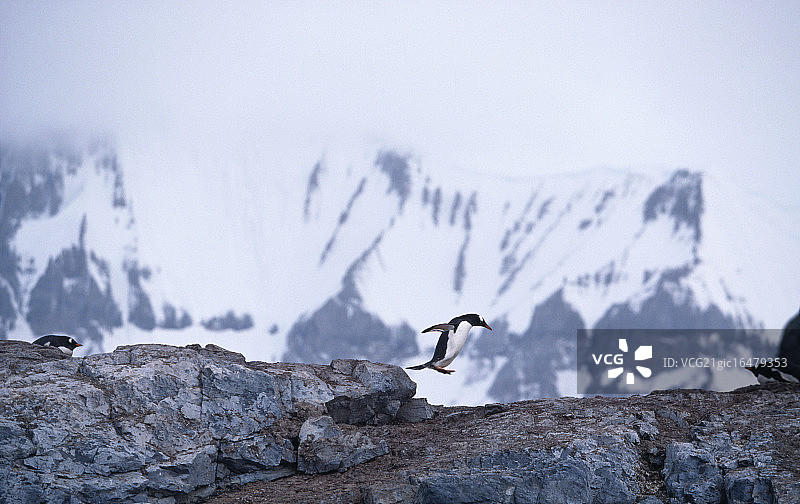 一只巴布亚企鹅在其他企鹅的注视下跳下岩石图片素材