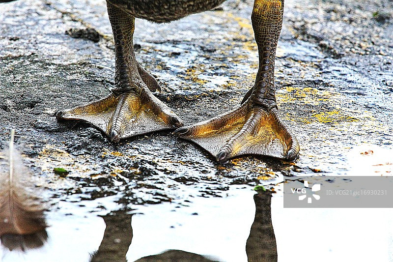 我的脚!- kashap的鸭子系列图片素材