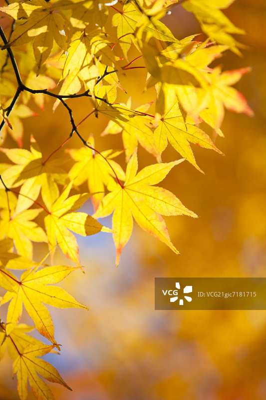 秋天的日本枫树图片素材