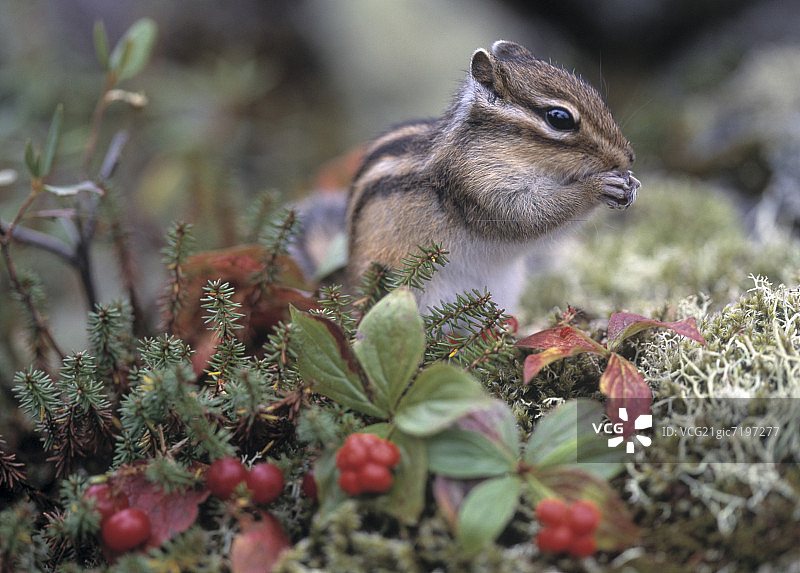 花栗鼠在吃红色的浆果。日本北海道县志别图片素材