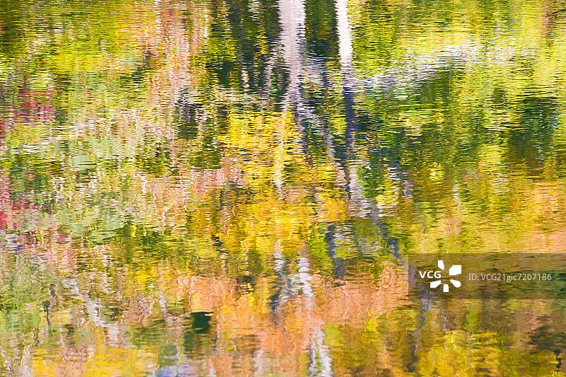 日本志贺县高岛，秋树映在池塘里图片素材