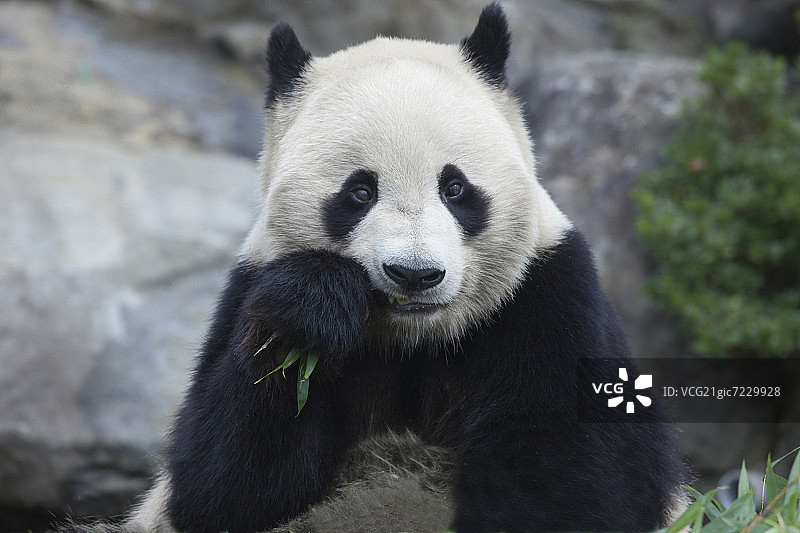 大熊猫，和歌山县，本州，日本图片素材