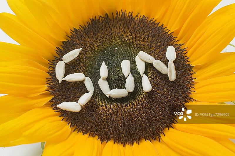 向日葵是用葵花籽上的太阳字写成的图片素材