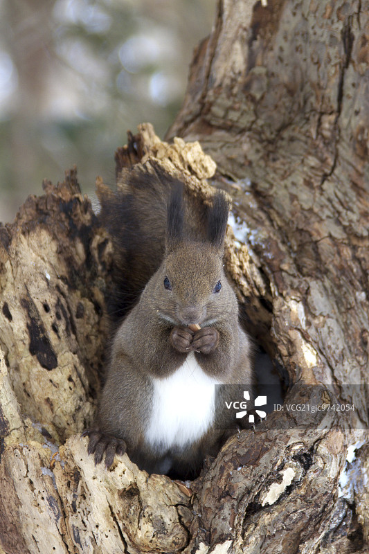 北海道的松鼠图片素材
