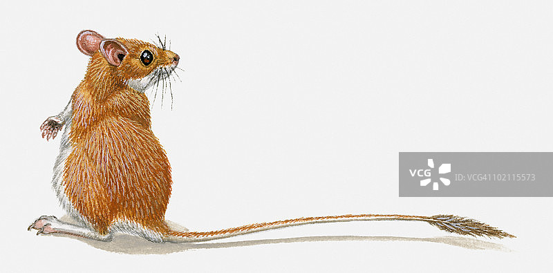 插图的侏儒沙鼠(沙鼠henleyi)站立后腿，头部在侧面，显示长尾巴图片素材