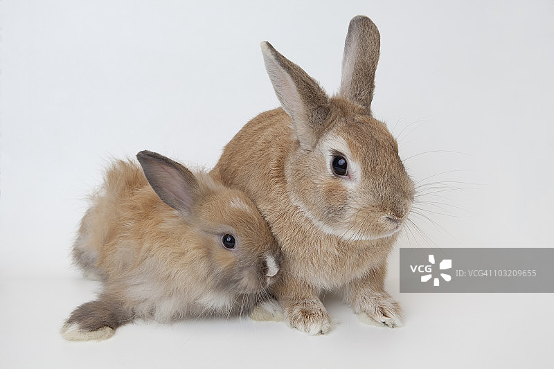 两只兔子。荷兰小矮人。图片素材