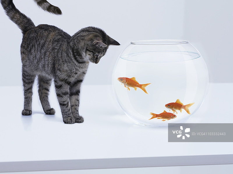 好奇的猫看着鱼缸里的金鱼图片素材