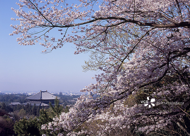 日本奈良的樱花图片素材