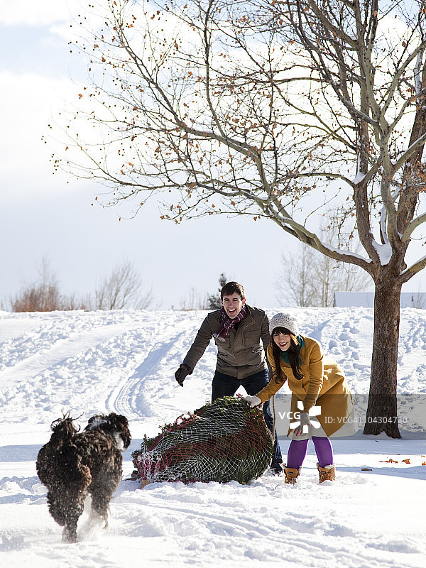 一对年轻夫妇在雪中得到一棵圣诞树图片素材