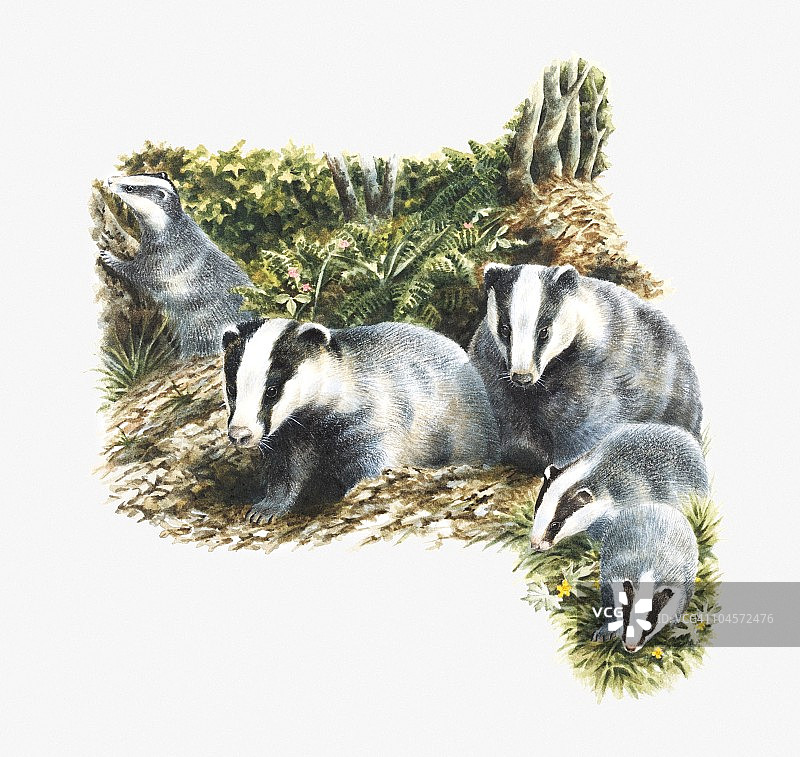 欧洲獾家族在农村的插图图片素材