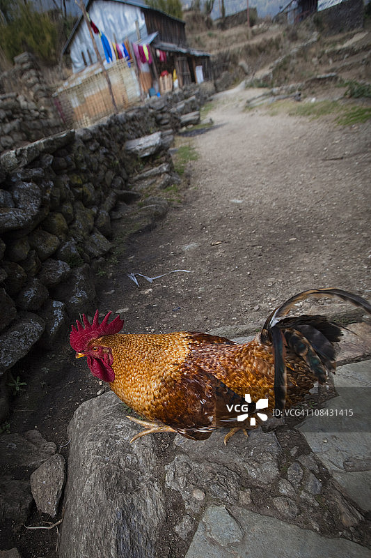 一只逃跑的公鸡穿过尼泊尔的小路。图片素材