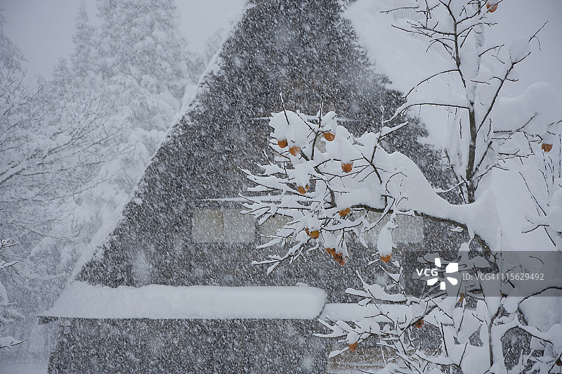 《农舍与雪》，白川，小野，岐阜，日本图片素材