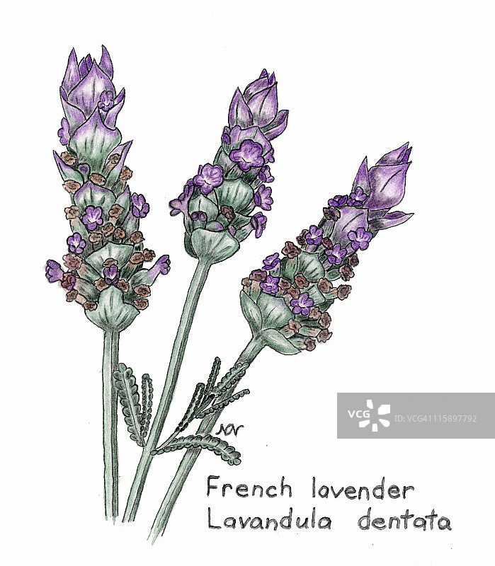 法国薰衣草，薰衣草，用彩色铅笔画植物图片素材