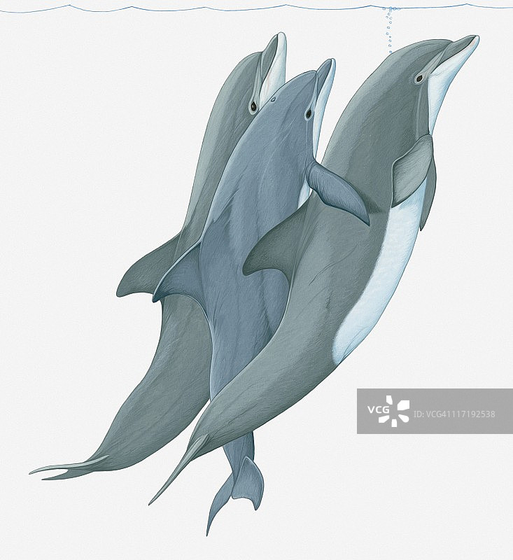 两只宽吻海豚(Tursiops)将第三只海豚举到水面的插图图片素材