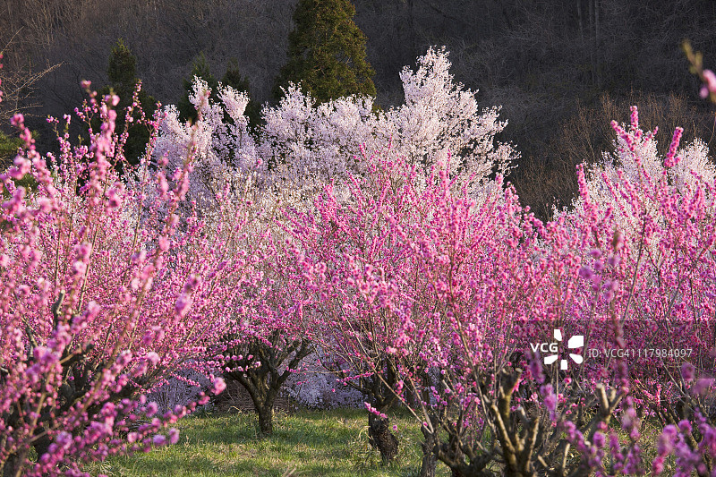 樱花和桃树图片素材
