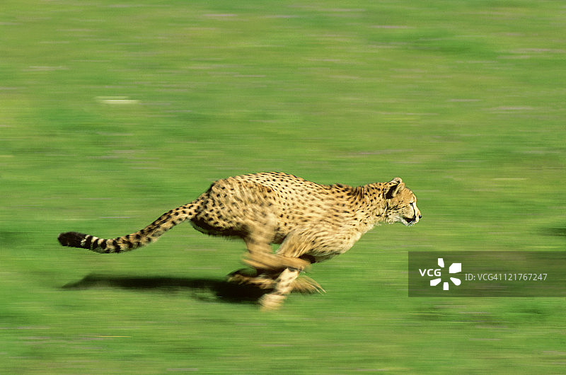 猎豹，赤眼珠，奔跑，野生动物模型美国图片素材