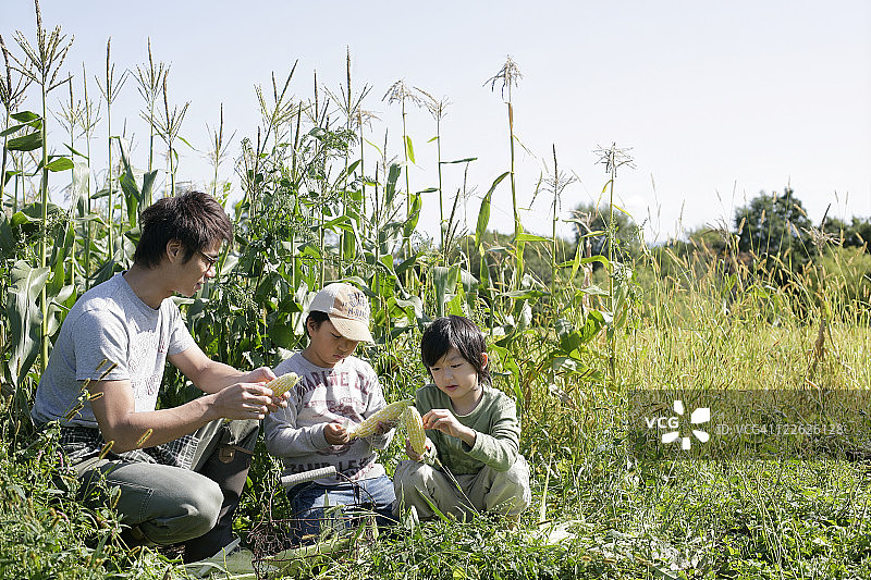 一家人在甜玉米地里图片素材