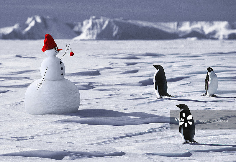 一个雪人遇到三只企鹅图片素材