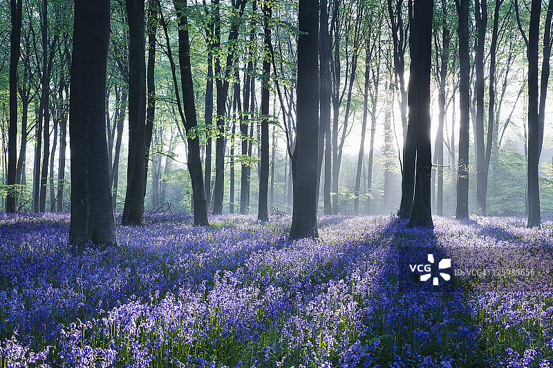 英国汉普郡的风信子林地的黎明图片素材