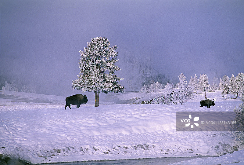冬季景观中的野牛，上间歇泉盆地，黄石国家公园，怀俄明州，美国图片素材