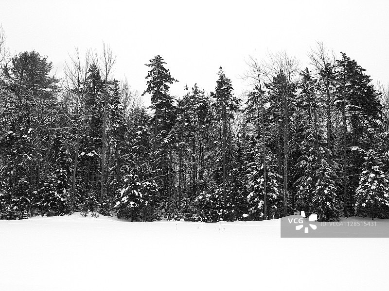 冬天森林里的树木被飘落的雪覆盖图片素材