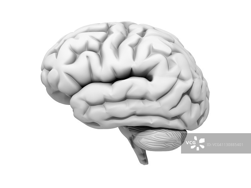 人脑，3D插图图片素材