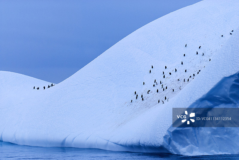 企鹅的冰山图片素材