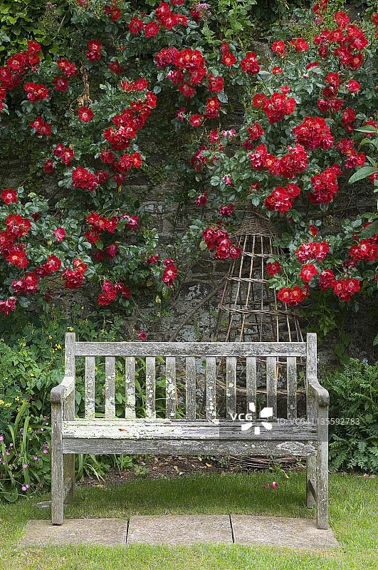 木制的花园长凳与红色的蔷薇(罗莎)背后，六月图片素材