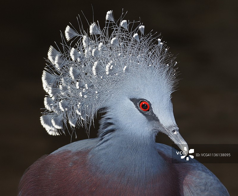 维多利亚加冕鸽子图片素材