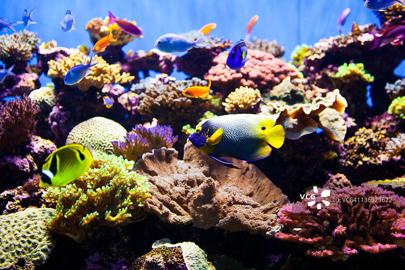 色彩斑斓的鱼水族馆图片素材