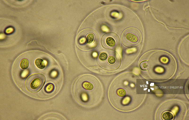 蓝绿藻;a蓝藻，光合作用，革兰氏阴性，35mm 100X。以前被称为蓝藻。原核细胞。细胞被胶状物质层层包围。图片素材